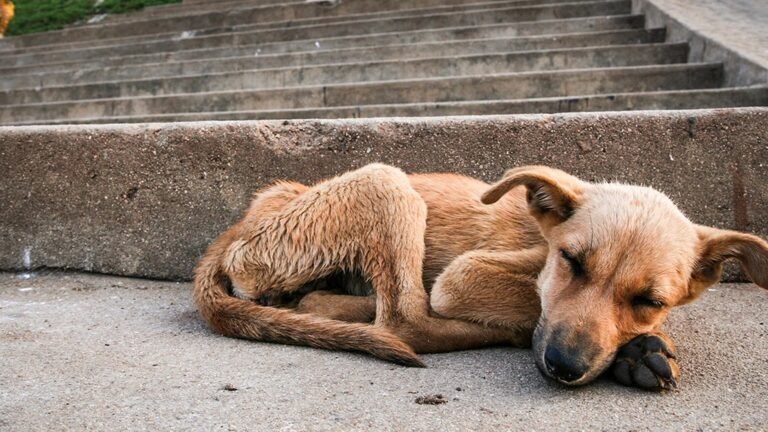 285.000 animales fueron abandonados en España, La lacra continúa