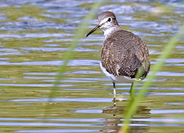 Avefrías en agosto y golondrinas en diciembre: ¿por qué las aves dejan de migrar?