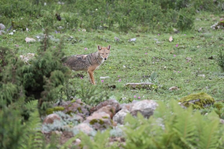 Confirmada la presencia del chacal en España mediante cámaras de fototrampeo