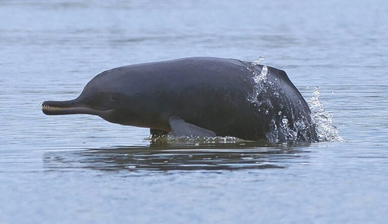 El delfín del Ganges rescatado en Odisha puede ser un indicador de que hay más delfines de agua dulce en el río