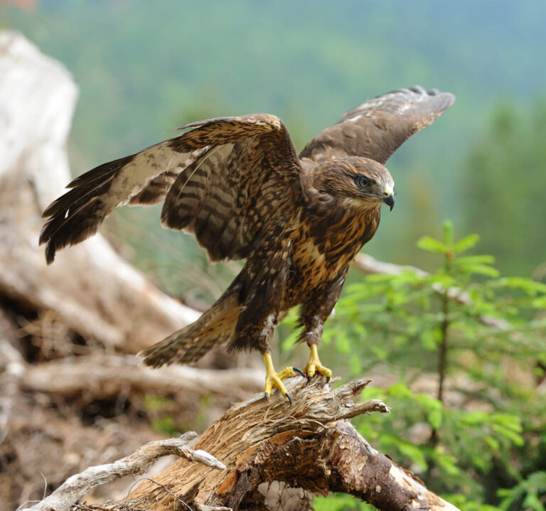 La fuerza del halcón peregrino protagoniza la mejor fotografía de aves del año