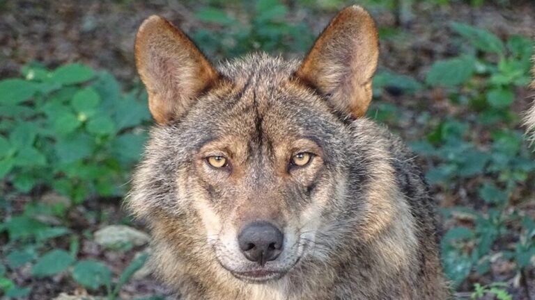 La propuesta para reducir la protección del lobo en Europa aviva los conflictos.