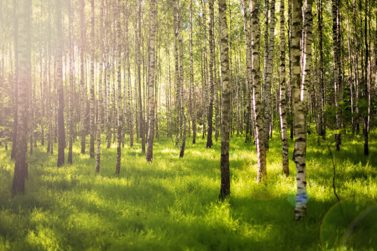 Repoblar los bosques de Soria, la iniciativa de Mazda para alcanzar el ‘neto cero’