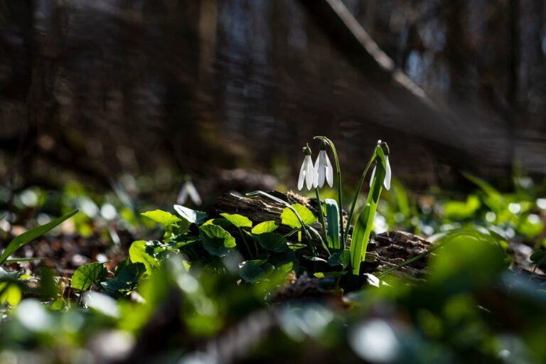 La presión sobre la naturaleza europea: retos y soluciones