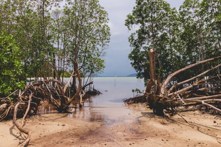 ONGs y gobiernos locales piden a la UE intensificar sus esfuerzos de adaptación climática: firman una declaración.