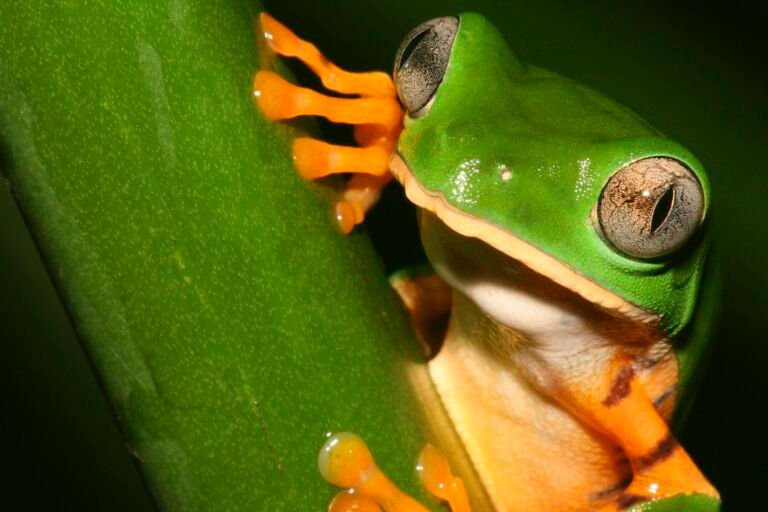 La autogestión de los pueblos indígenas de la Amazonia, una solución para la crisis climática