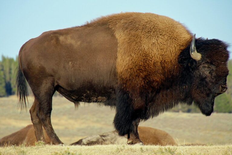 bison