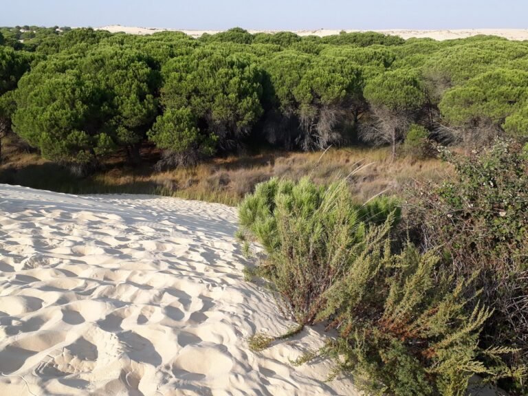 Las cinco pruebas científicas del colapso ecológico de Doñana