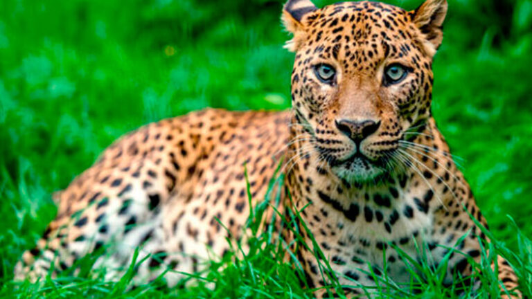 Una célula dedicada al leopardo de las nieves estuvo pendiente durante mucho tiempo: Koustubh Sharma

Una célula dedicada al leopardo de las nieves estuvo pendiente durante mucho tiempo: Koustubh Sharma