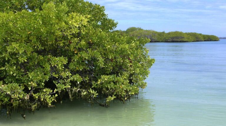 Proyecto de restauración de manglares en la Reserva de la Biosfera Ría Celestún: Isla Arena