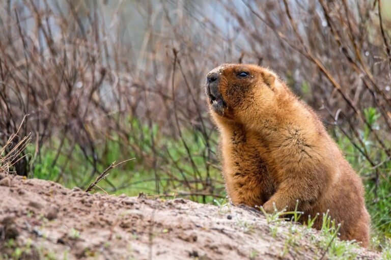 La marmota ‘Phill’ anuncia la llegada temprana de la primavera