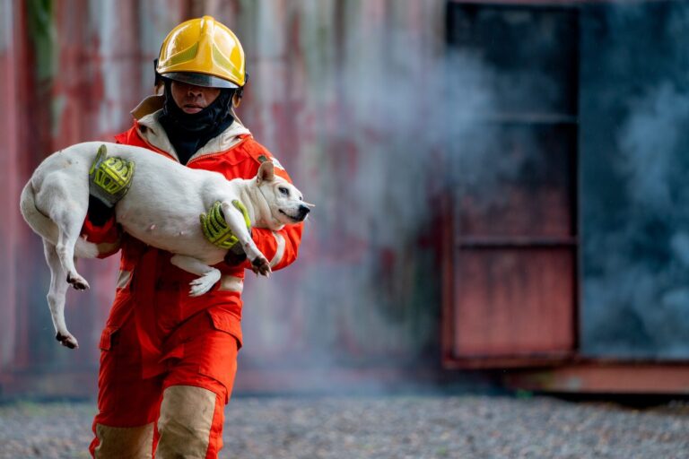 Las impresionantes migraciones animales del mundo están disminuyendo. La pesca, las vallas y el desarrollo están acelerando las extinciones.