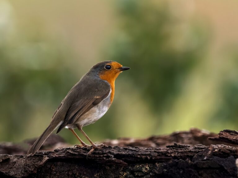 El Parlamento Europeo da luz verde a la Ley de Restauración de la Naturaleza