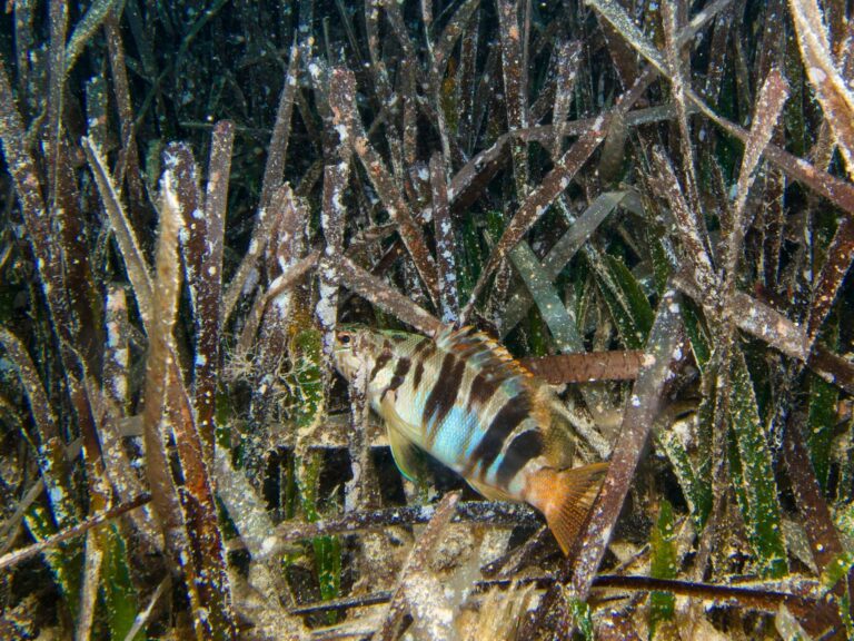 Crean un canal de comunicación para evitar «posibles intromisiones» en el decreto sobre posidonia el gobierno central y el de las Islas Baleares.