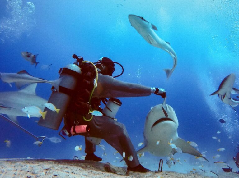 Razones por las que el tiburón toro es uno de los animales más peligrosos del mundo