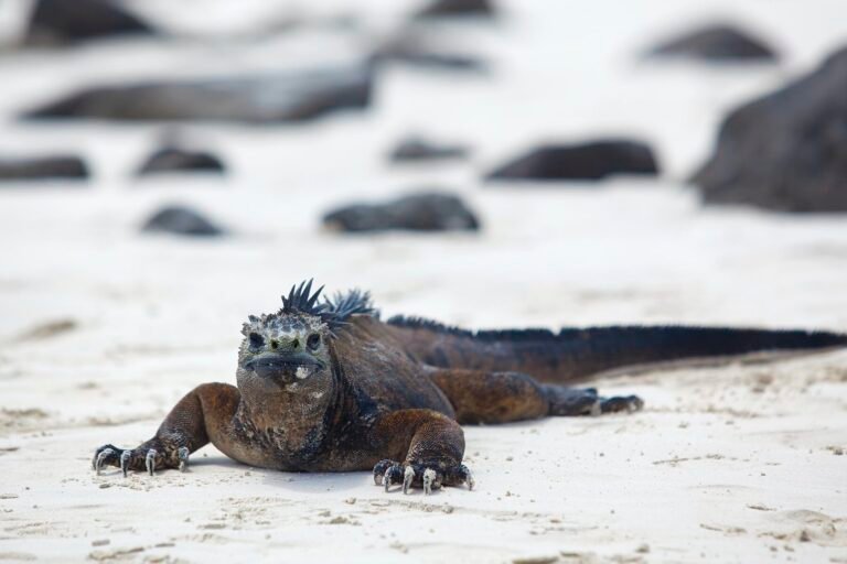 ¡Las tortugas golfina han regresado a las playas de Mangaluru!