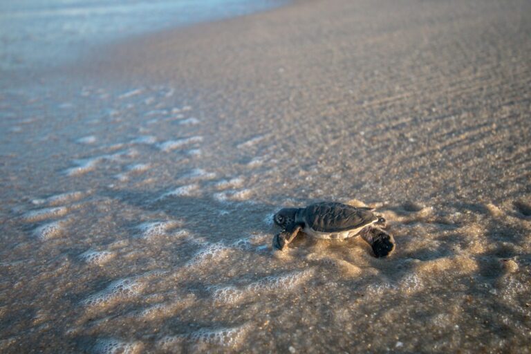 ¿Están muriendo las tortugas golfinas en las playas de Odisha como captura incidental? Sí, afirma un ambientalista.