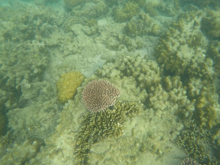 Se acerca el blanqueamiento de arrecifes de coral más grave de la historia.