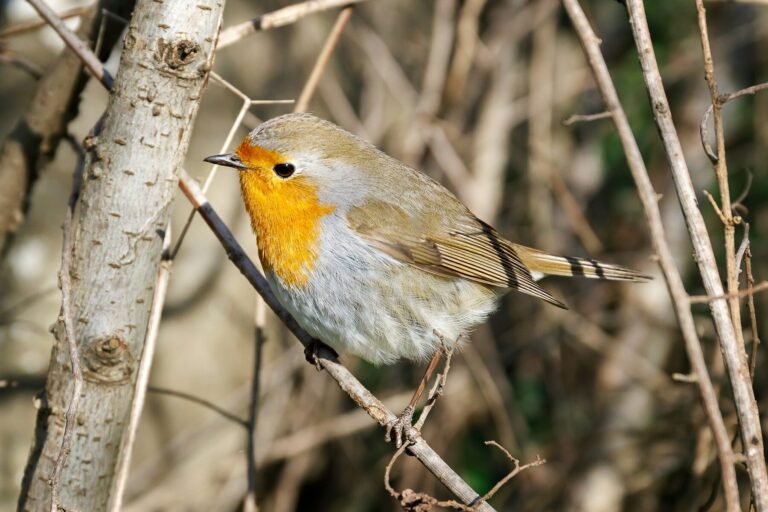 India registra 1,036 especies en el conteo de aves de patio trasero, el tercer mayor número a nivel global.