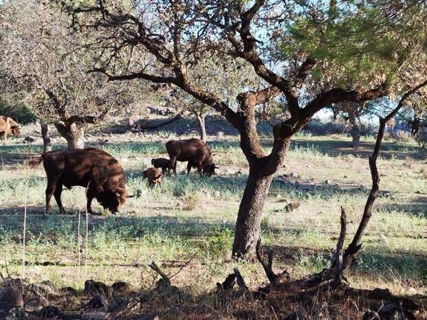 En Ucrania devastada por la guerra, una manada exclusivamente de bisontes europeos busca pareja femenina.