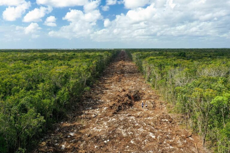 Carolina del Sur critica al ex ministro forestal de Uttarakhand por construcción ilegal y deforestación en la reserva de tigres de Jim Corbett.