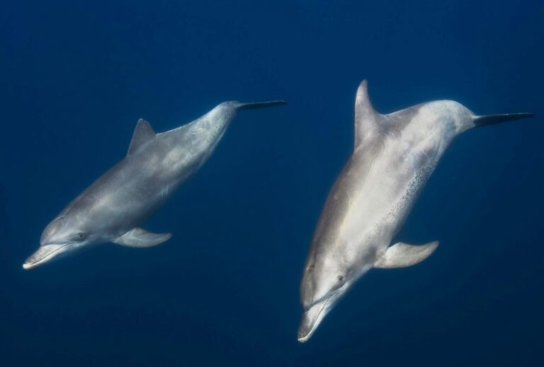 El primer Centro Nacional de Investigación de Delfines de India finalmente se ha convertido en realidad.