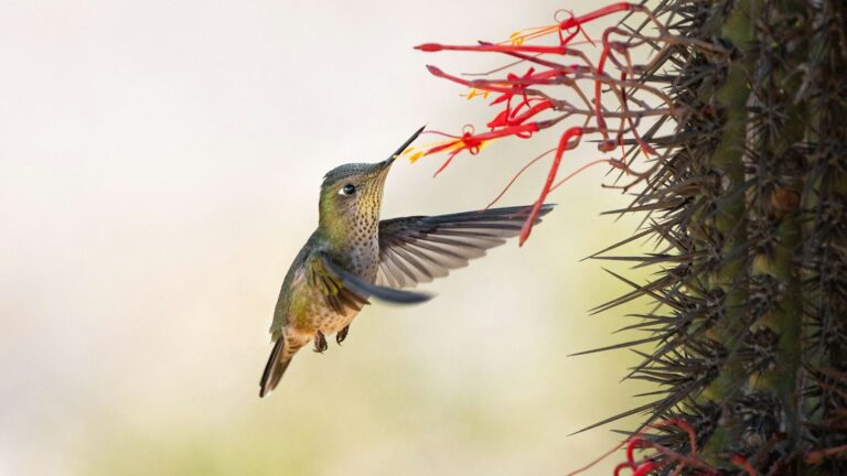 Fundación Príncipe Alberto II de Mónaco en España apoyará 9 proyectos para impulsar la relación entre la humanidad y la fauna silvestre