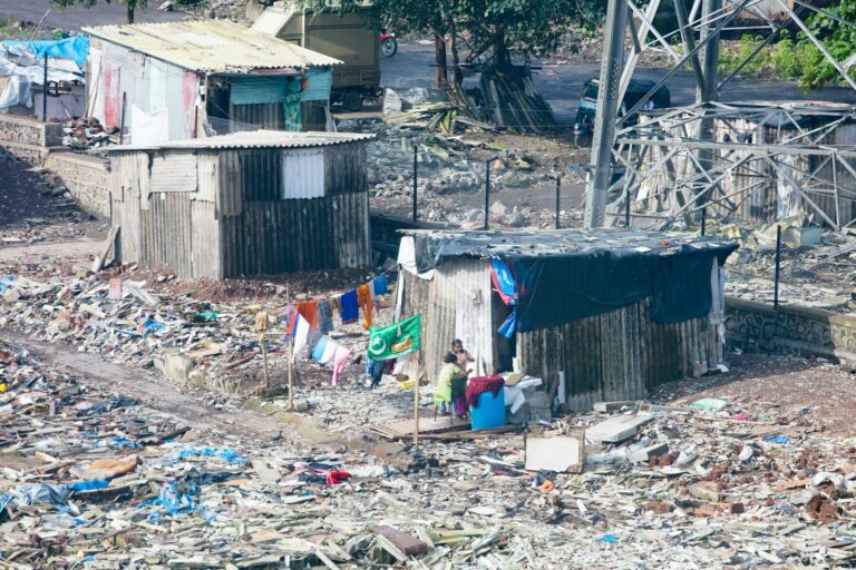 ¿Qué sucede con los híbridos que vagan por las tierras salvajes de la India? Centro que considera la prohibición de los perros lobo.