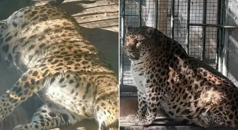 El zoológico chino pondrá a dieta al leopardo obeso.