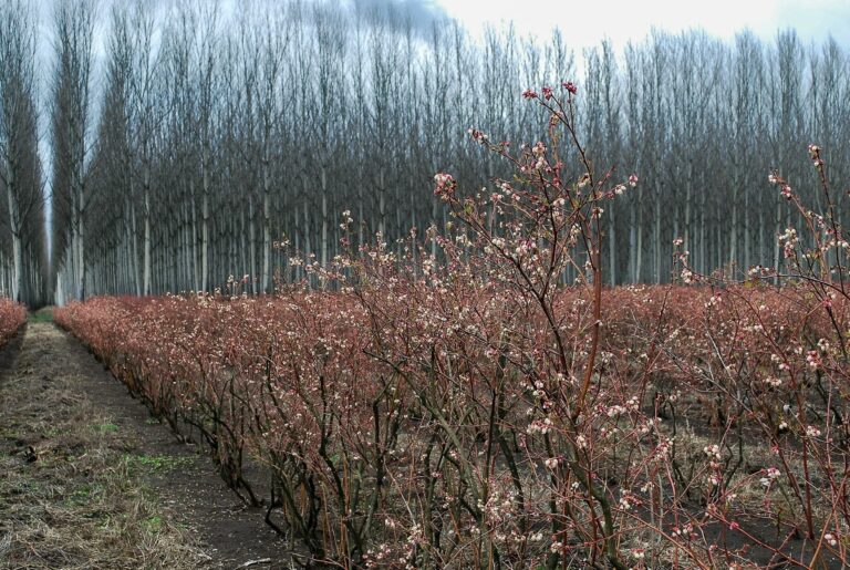 Conferencia de la Comisión para impulsar la plantación de 3.000 millones de árboles hasta el 2030 en pro de la resiliencia climática y ambiental.