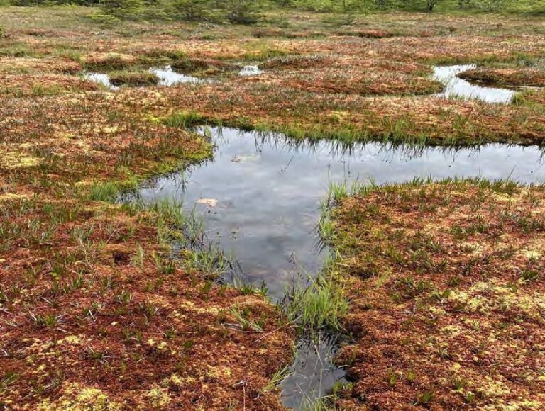 Conservación y restauración de humedales de turberas en Estonia.