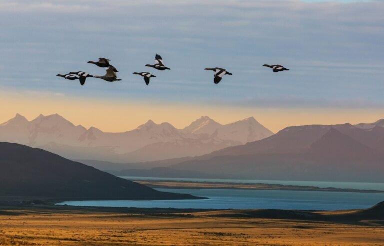 ¿Los pájaros sueñan? Sí, y de hecho lo hacen con algo similar a cantar.