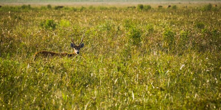 El colapso de las corrientes oceánicas: una amenaza seria que podría alterar drásticamente el mundo