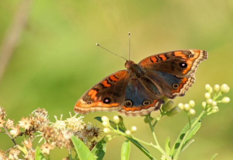 Nueva especie de mariposa endémica de los Ghats occidentales descubierta en Karnataka

una nueva especie de mariposa endémica de los Ghats occidentales descubierta en Karnataka.