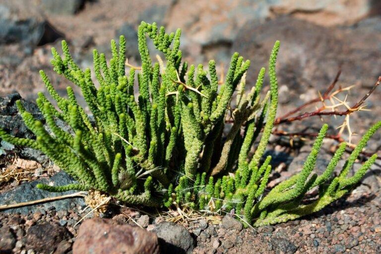 La primera planta híbrida solar-biogás de España ya está conectada