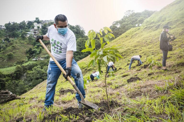 reforestación